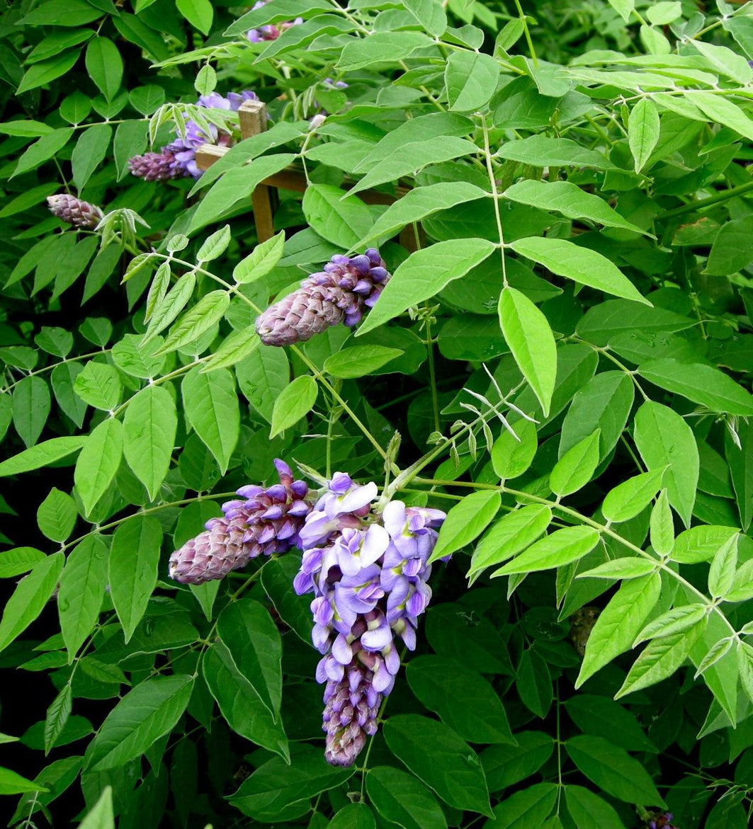 WISTERIA FRUTESCENS AMETHYST FALLS / AMERICAN WISTERIA