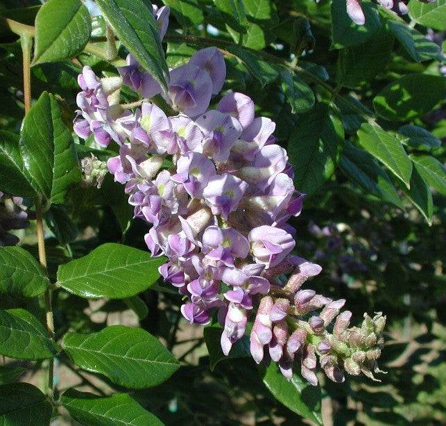 WISTERIA MACROSTACHYA AUNT DEE / KENTUCKY WISTERIA
