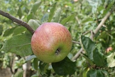 APPLE WOLF RIVER / WOLF RIVER APPLE