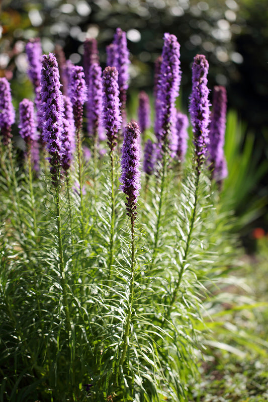 LIATRIS SPICATA FLORISTAN PURPLE / FLORISTAN PURPLE BLAZING STAR