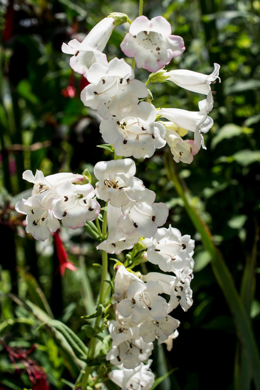 PENSTEMON DIGITALIS / FOXGLOVE BEARDTONGUE