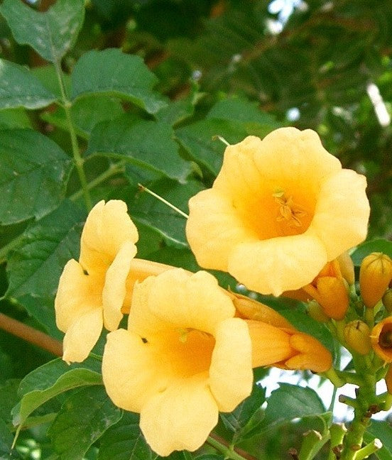 CAMPSIS RADICANS FLAVA / YELLOW TRUMPET VINE