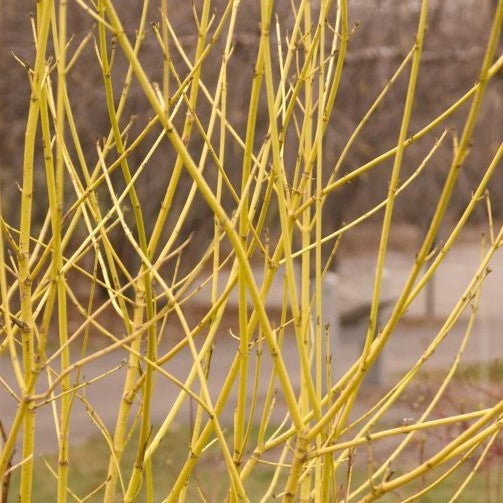 CORNUS SERICEA FLAVIRAMEA / YELLOWTWIG DOGWOOD