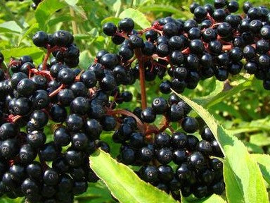 ELDERBERRY YORK / YORK ELDERBERRY