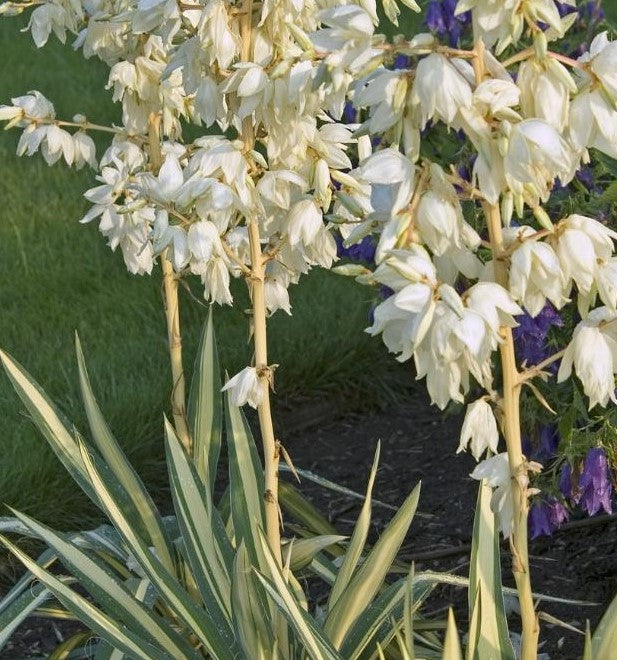 YUCCA FILAMENTOSA COLOUR GUARD / COLOUR GUARD YUCCA