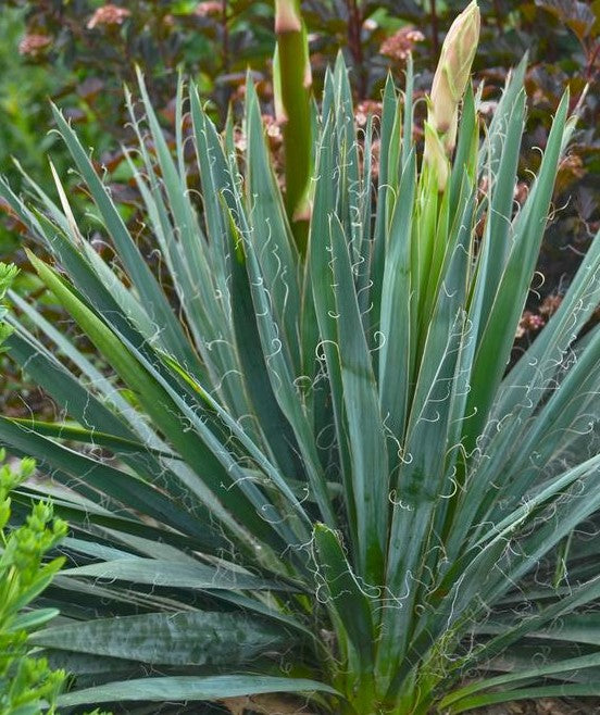 YUCCA FILAMENTOSA EXCALIBUR / YUCCA