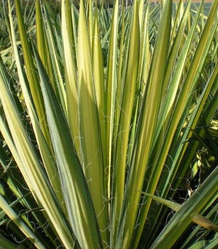 YUCCA FILIFERA GOLDEN SWORD / GOLDEN SWORD YUCCA