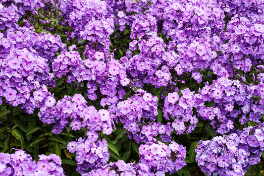 PHLOX PANICULATA BLUE PARADISE / GARDEN PHLOX