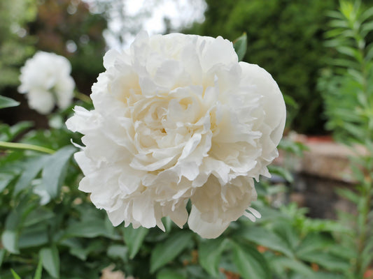 PAEONIA DUCHESSE DE NEMOURS / PEONY