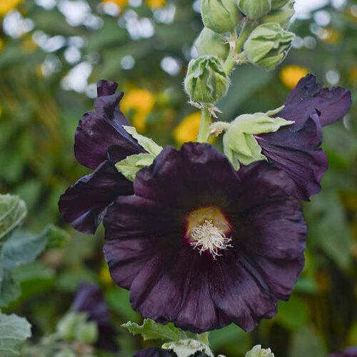 ALCEA ROSEA BLACK KNIGHT / HOLLYHOCK