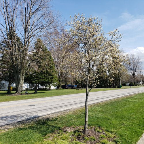 AMELANCHIER LAEVIS SPRING FLURRY® /  SPRING FLURRY® SERVICEBERRY