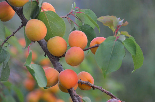 APRICOT PUGET GOLD