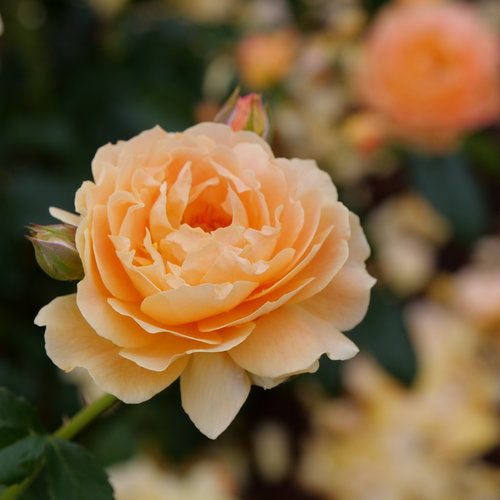 ROSA AT LAST® / AT LAST® ROSE