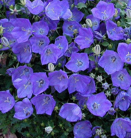 CAMPANULA CARPATICA RAPIDO BLUE / CARPATHIAN BELLFLOWER