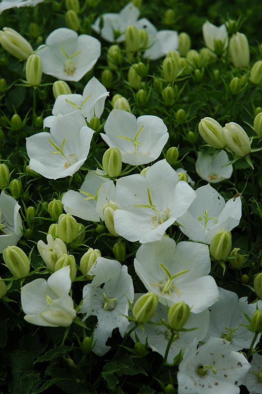 CAMPANULA CARPATICA RAPIDO WHITE / CARPATHIAN BELLFLOWER