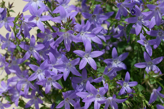 CAMPANULA PORTENSCHLAGIANA BLUE WATERFALL / BLUE WATERFALL BELLFLOWER