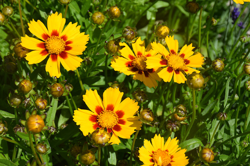 COREOPSIS LANCEOLATA BABY SUN / TICKSEED