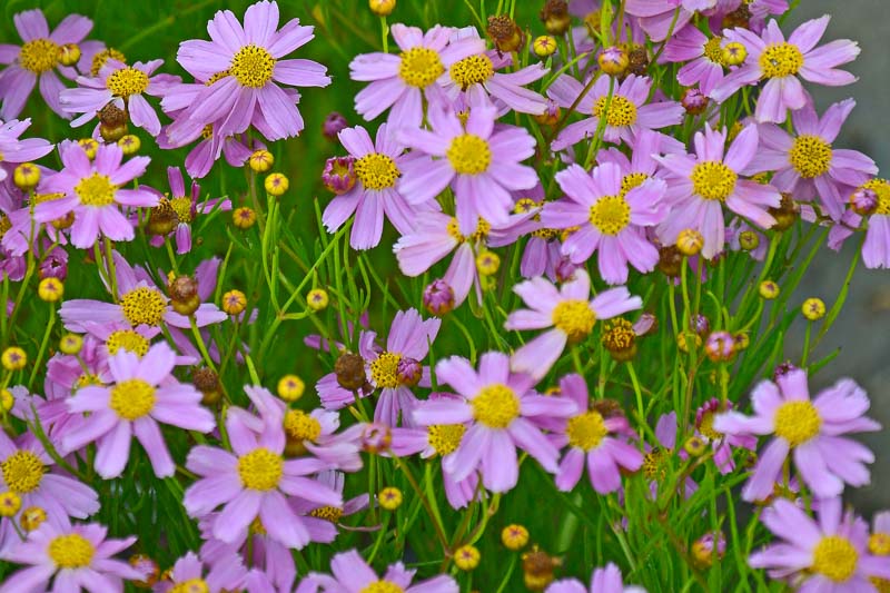 COREOPSIS ROSEA AMERICAN DREAM / TICKSEED