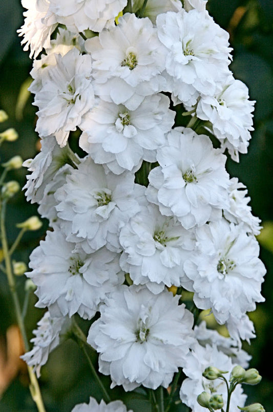 DELPHINIUM ELATUM DOUBLE INNOCENCE / LARKSPUR