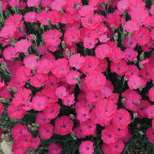 DIANTHUS X PAINT THE TOWN MAGENTA / DIANTHUS PAINT THE TOWN MAGENTA