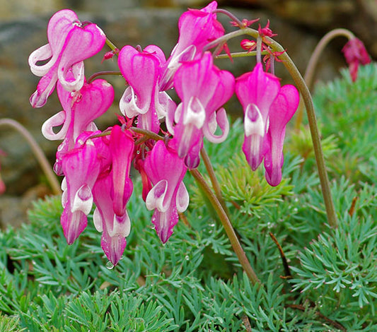 DICENTRA FORMOSA LUXURIANT / FERN-LEAVED BLEEDINGHEART