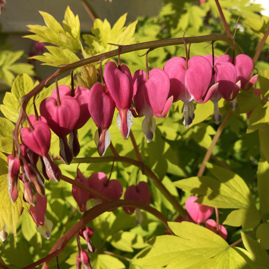 DICENTRA SPECTABILIS GOLD HEART / BLEEDINGHEART