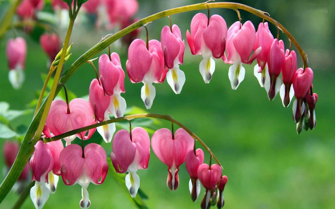 DICENTRA SPECTABILIS / BLEEDINGHEART