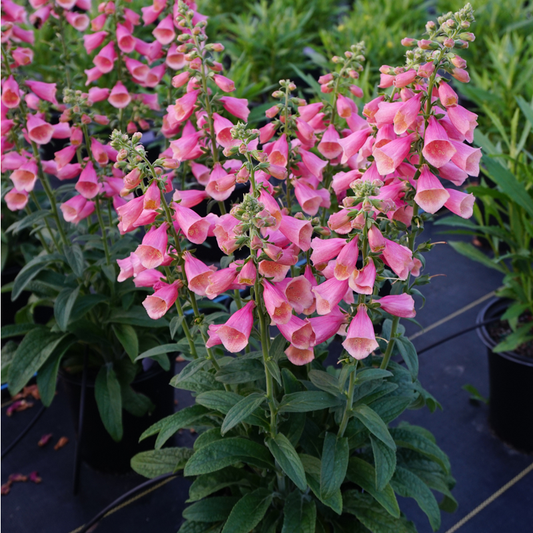 DIGITALIS ARCTIC FOX ROSE / FOXGLOVE