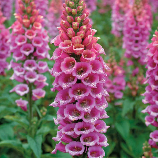 DIGITALIS PURPUREA CANDY MOUNTAIN / FOXGLOVE