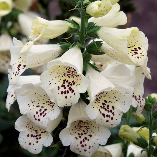 DIGITALIS PURPUREA DALMATIAN CREAM / FOXGLOVE