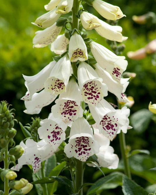 DIGITALIS PURPUREA DALMATIAN WHITE / FOXGLOVE