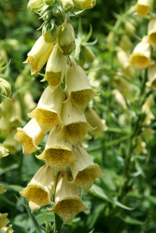 DIGITALIS GRANDIFLORA / YELLOW FOXGLOVE