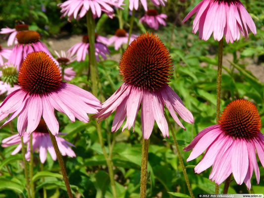 ECHINACEA PURPUREA / PURPLE CONEFLOWER