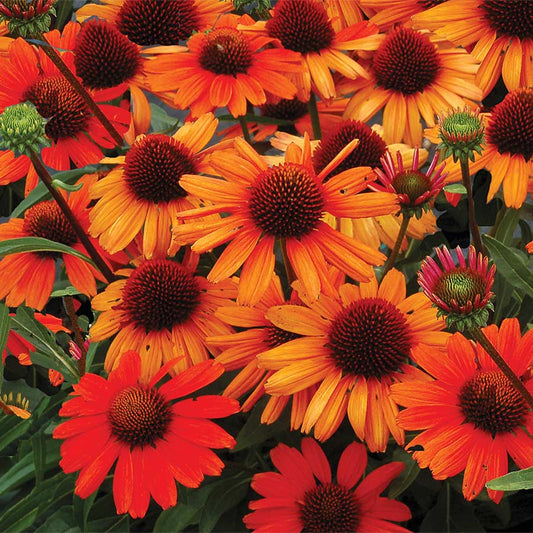 ECHINACEA SOMBRERO ADOBE ORANGE / SOMBRERO ADOBE ORANGE CONEFLOWER