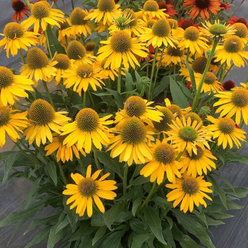 ECHINACEA CANARY FEATHERS / CANARY FEATHERS CONEFLOWER