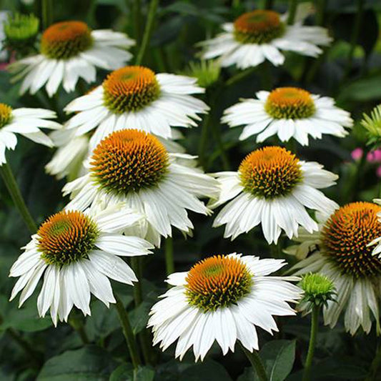 ECHINACEA PURPUREA POWWOW WHITE / POWWOW WHITE CONEFLOWER