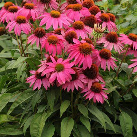 ECHINACEA PURPUREA POWWOW WILD BERRY / WILD BERRY CONEFLOWER