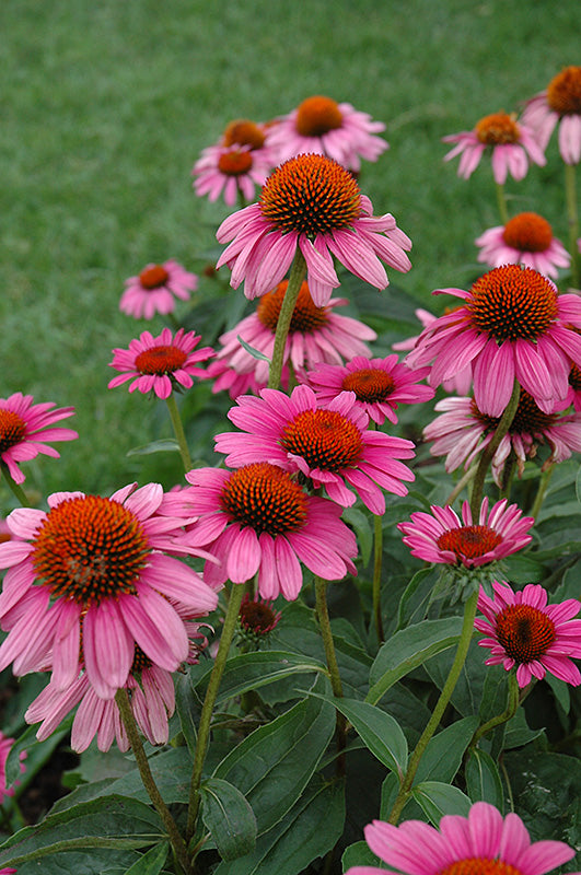 ECHINACEA PURPUREA RUBY STAR / RUBY STAR CONEFLOWER