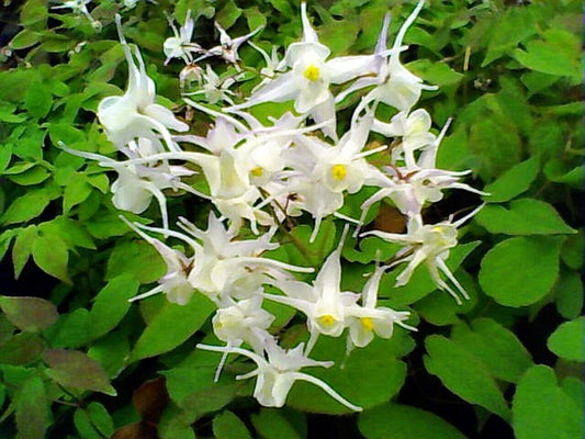 EPIMEDIUM X YOUNGIANUM NIVEUM / BARRENWORT