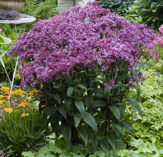 EUPATORIUM DUBIUM BABY JOE / JOE PYE WEED