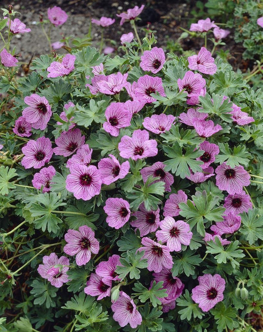 GERANIUM CINEREUM BALLERINA / DWARF CRANESBILL