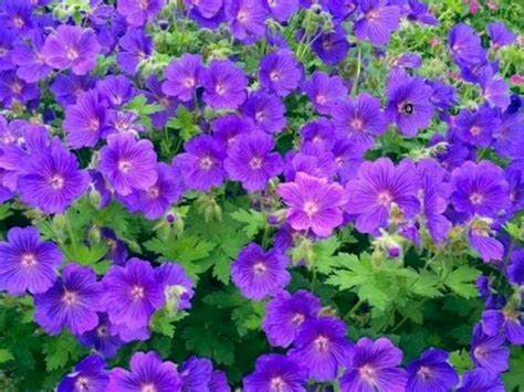 GERANIUM X JOHNSON'S BLUE / CRANESBILL