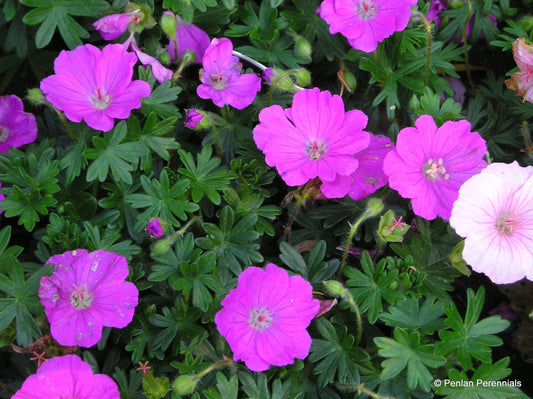 GERANIUM SANGUINEUM / BLOODY CRANESBILL