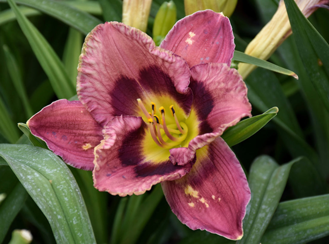 HEMEROCALLIS ALWAYS AFTERNOON / DAYLILY