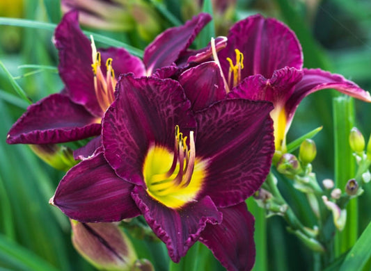 HEMEROCALLIS BELA LUGOSI / DAYLILY