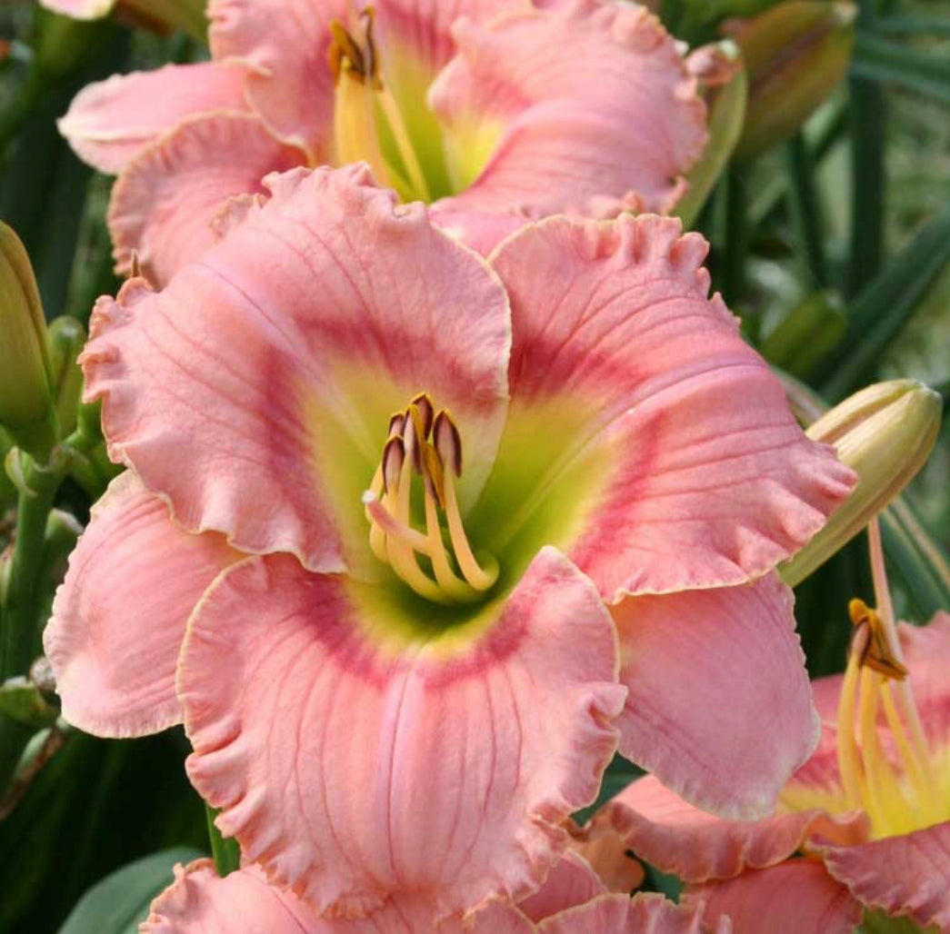 HEMEROCALLIS ELEGANT CANDY / DAYLILY