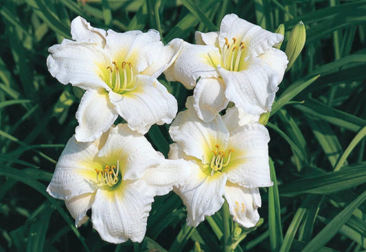 HEMEROCALLIS GENTLE SHEPHERD / DAYLILY