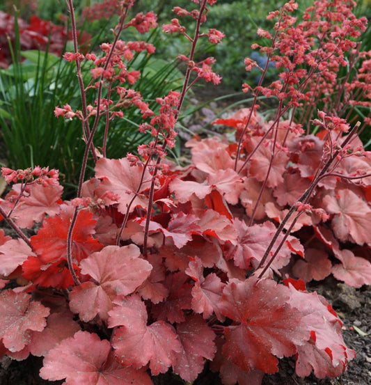 HEUCHERA X CHERRY COLA / CORAL BELLS