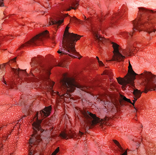 HEUCHERA X FIRE ALARM / CORAL BELLS