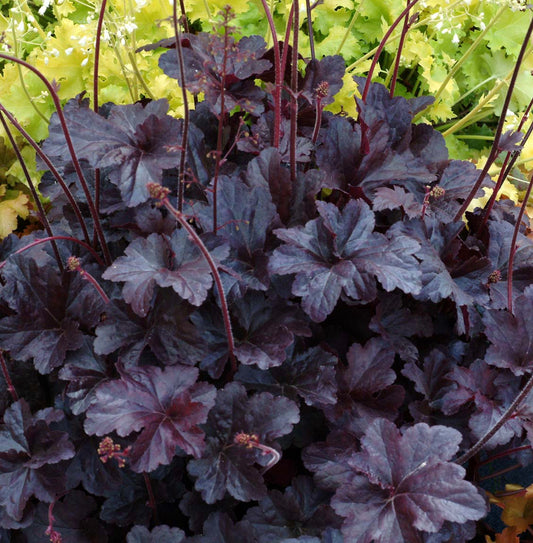 HEUCHERA X OBSIDIAN / CORAL BELLS